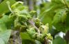 304177 – Photo : Christian Berquer – France (50)